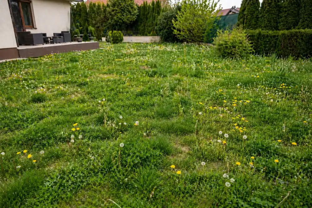 Előtte – gyomos terület